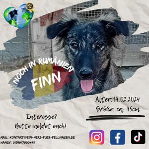 Welpenbube Finn auf der Suche nach DIR