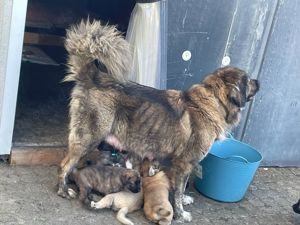 Kaukase   Kangal Welpen Herdenschutzhunde