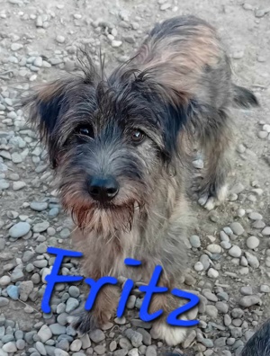 Im Tierheim aufgewachsen - Fritz hätte gern eine Familie Bild 5
