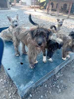 Im Tierheim aufgewachsen - Fritz hätte gern eine Familie Bild 2