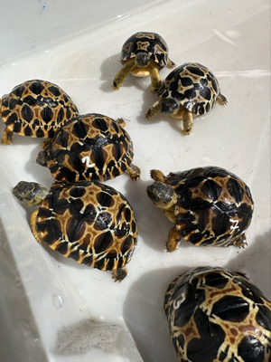 Astrochelys radiata Schildkröten Nachzuchten 