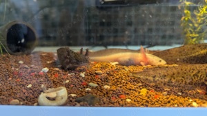 Axolotl 