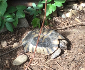 3 Breitrandschildkröten (2 weibl  1x männl.)zusammen zu verkaufen. 