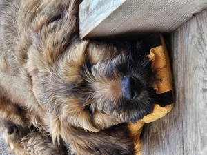 Briard Welpen