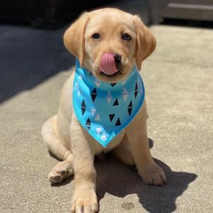 Süße Labrador-Welpen zu verkaufen.