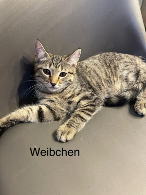 Wir suchen ein neues zu Hause für ein Glückliches Katzenleben