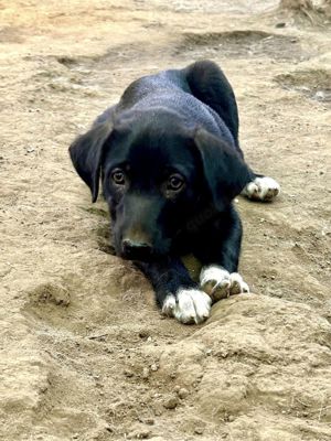 Joda sucht ein Körbchen und Liebe Bild 6