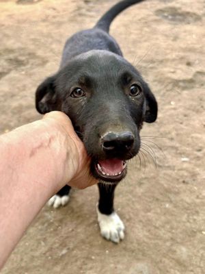 Joda sucht ein Körbchen und Liebe Bild 8