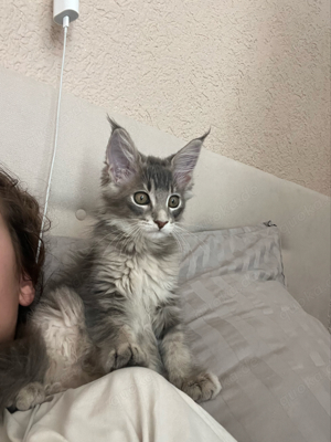 Maine coon Kitten dringend abzugeben 