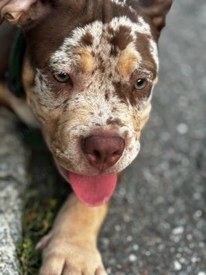 Wunderschöne American Bully Welpen der Extraklasse zu Verkaufen!!