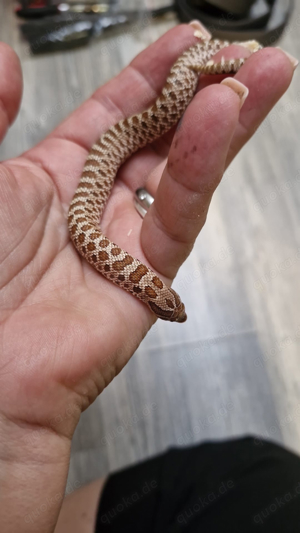 1.1 het lucy hognose 