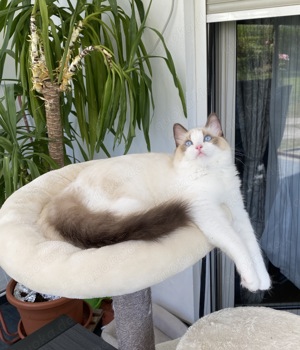 Reinrassige Ragdoll Mädchen in Farbe Seal Bicolour