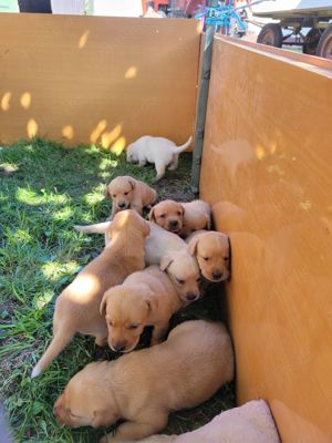 Labrador 75 % gesund, Rüden und Hündinnen 