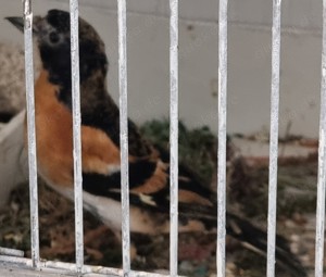 Bergfink Vogel Vögel Edelfink Haustier Katze Maus Kanarienvogel Hund