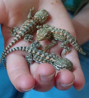 Zwergbartagamen Babys Pogona Henrylawsoni