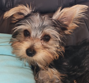 Yorkshire Terrier Mädchen 