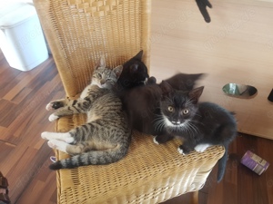 Junge Katzen zu verschenken 13 Wochen !