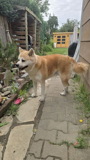 Akita Inu und Chow Chow