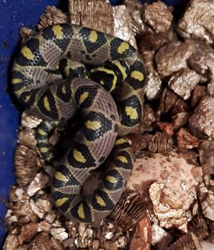 Euprepiophis mandarinus Bild 2