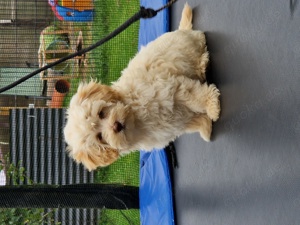 Maltipoo Welpen 