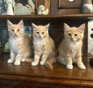 Maine Coon Kitten sind bereit für ein neues Abenteuer