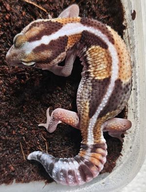 African Fattailgecko - Afrikanischer Fettschwanzgecko Hemitheconyx caudicinctus