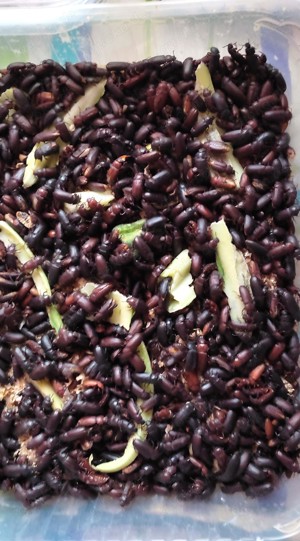 Mehlwürmer-Zucht Bild 2