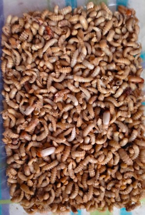 Mehlwürmer-Zucht Bild 3