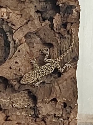 Rar Quedenfeldtia moerens   Atlas-Taggecko 