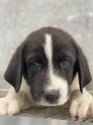 Sansa, geb. ca. 05 2024, lebt in GRIECHENLAND, auf einer privaten Pflegestelle Bild 5