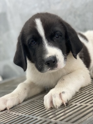 Sansa, geb. ca. 05 2024, lebt in GRIECHENLAND, auf einer privaten Pflegestelle Bild 2