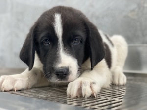 Sansa, geb. ca. 05 2024, lebt in GRIECHENLAND, auf einer privaten Pflegestelle Bild 6