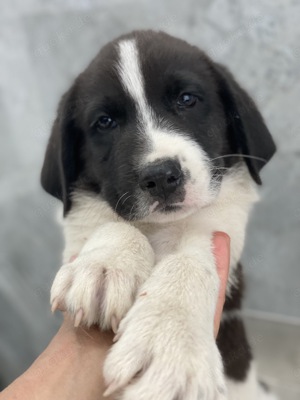 Sansa, geb. ca. 05 2024, lebt in GRIECHENLAND, auf einer privaten Pflegestelle Bild 3