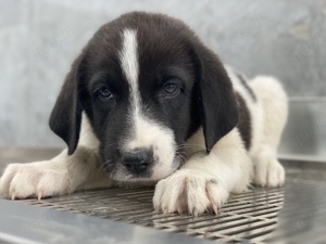 Sansa, geb. ca. 05 2024, lebt in GRIECHENLAND, auf einer privaten Pflegestelle Bild 7