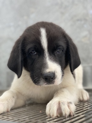 Sansa, geb. ca. 05 2024, lebt in GRIECHENLAND, auf einer privaten Pflegestelle Bild 9