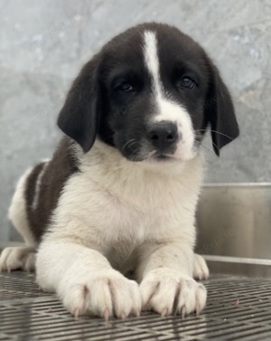 Sansa, geb. ca. 05 2024, lebt in GRIECHENLAND, auf einer privaten Pflegestelle Bild 4