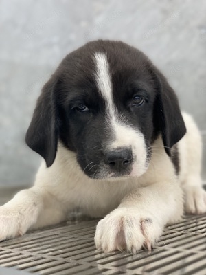 Sansa, geb. ca. 05 2024, lebt in GRIECHENLAND, auf einer privaten Pflegestelle Bild 8