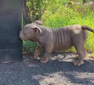 American bully micro