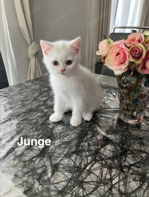 BKH Baby Katze (Junge)mit stammbaum 