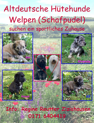 Schafpudel Welpen