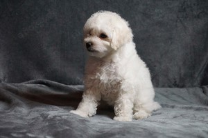 Maltipoo Welpen