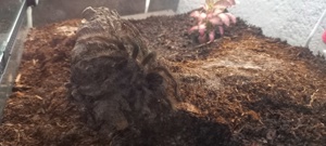 Vogelspinne Grammostola grossa