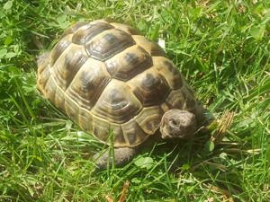 Landschildkröten mit EG- Bescheinigung 