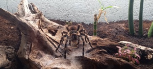 Vogelspinne Weißknievogelspinne (Acanthoscurria geniculata)