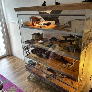 Glas Terrarium Nager mit Degus 