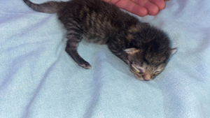 angora mix kitten 