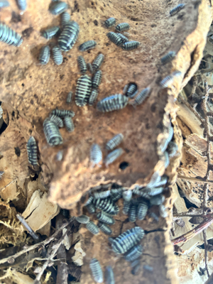 Armadillidium Maculatum Zebra Asseln (Bodenpolizei, Terraristik)