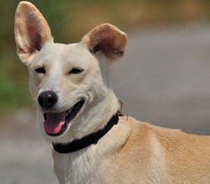 Trudy - ist stubenrein,kennt das Leben im Haus und ist eine tolle Begleiterin und Familienhündin