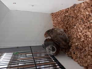 Chinesische Zwergwachteln