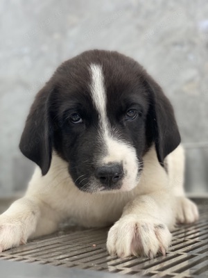 Sansa, geb. ca. 05 2024, lebt in GRIECHENLAND, auf einer privaten Pflegestelle Bild 10